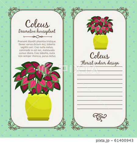 Vintage label with coleus plant Vintage label with coleus plant 61400943