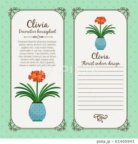 Vintage label with clivia plant Vintage label with clivia plant 61400945