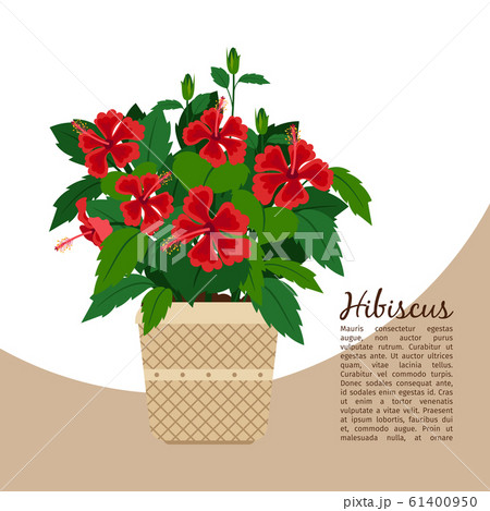 Hibiscus plant in pot banner 61400950