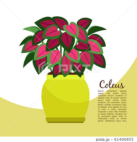 Coleus plant in pot banner 61400955