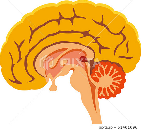 人間の脳の断面図のイラスト素材
