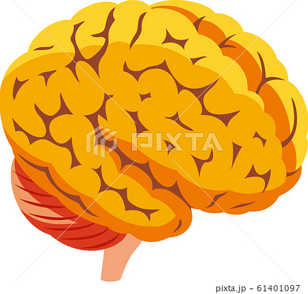 人間の脳 61401097