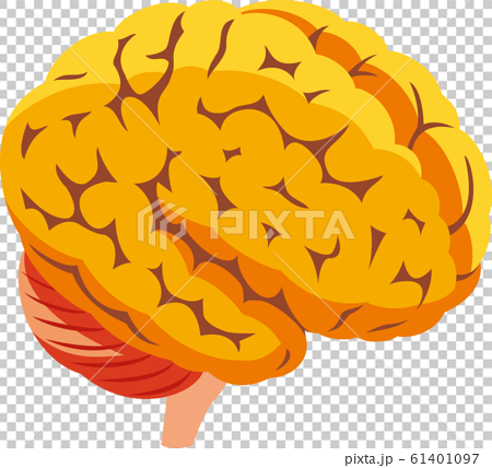 人間の脳 61401097
