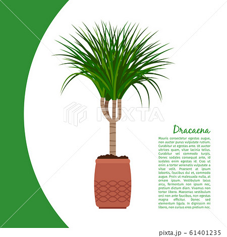 Dracaena plant in pot banner 61401235