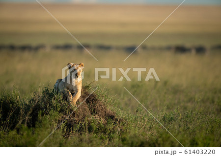 Lioness lies on grassy mound lifting head Lioness lies on grassy mound lifting head 61403220