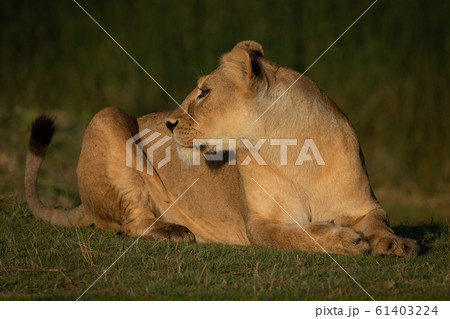 Lioness lies on grass turning head back 61403224