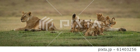 Lioness lies beside another mobbed by cubs 61403256