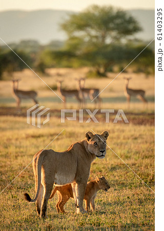 Lioness and cub stand with impala behind Lioness and cub stand with impala behind 61403295