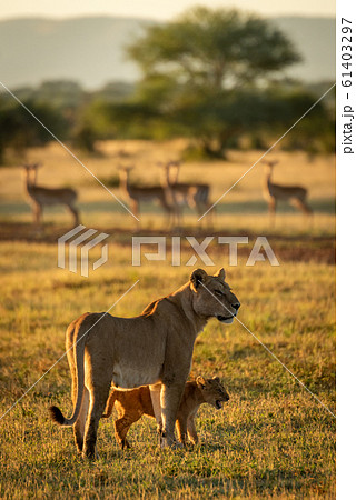 Lioness and cub stand near impala harem 61403297