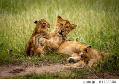 Lion cubs fight in grass near another 61403308