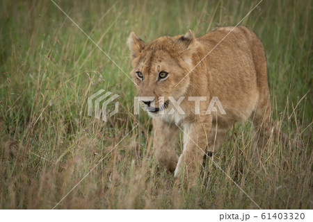 Lion cub walks towards camera in grass Lion cub walks towards camera in grass 61403320