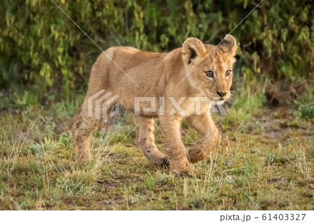 Lion cub walks on savannah in grass Lion cub walks on savannah in grass 61403327