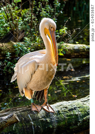 Great White Pelican, Pelecanus onocrotalus in the Great White Pelican, Pelecanus onocrotalus in the 61403687