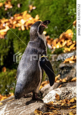 Humboldt Penguin, Spheniscus humboldti in the zoo 61403712