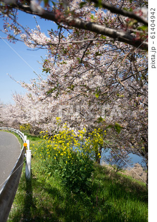 満開の桜 61404942