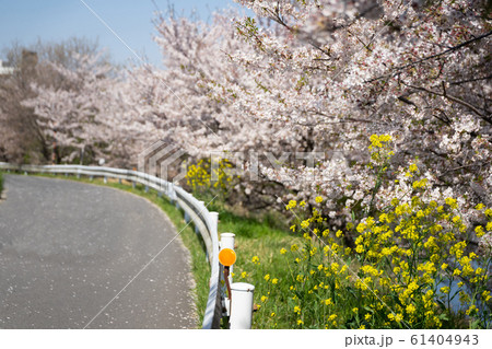 満開の桜 61404943