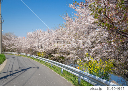 満開の桜 61404945
