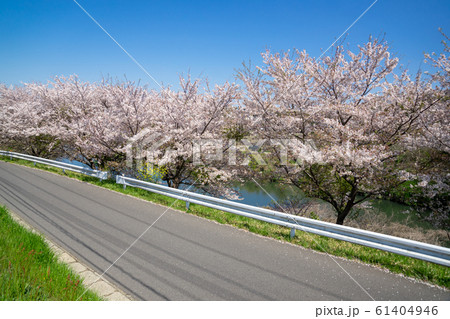 満開の桜 61404946