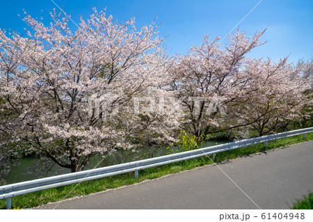 満開の桜 61404948