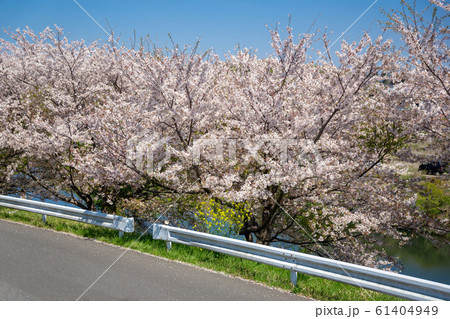 満開の桜 61404949