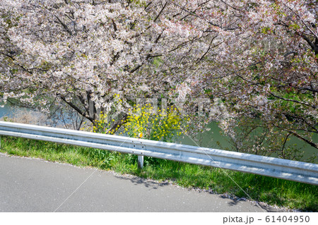 満開の桜 61404950