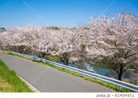 満開の桜 61404951