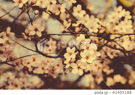 Beautiful spring tree branch with blossoms. Plum trees in bloom. Beautiful spring tree branch with blossoms. Plum trees in bloom. 61405188