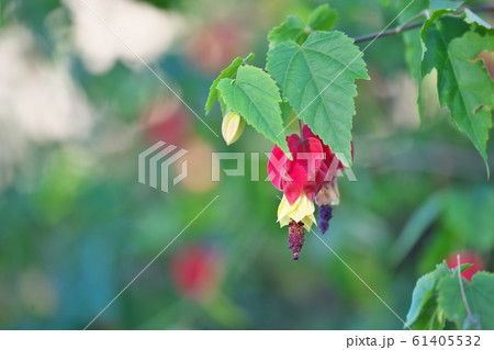 赤いチロリアンランプの花 61405532