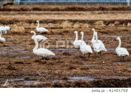 羽を休める白鳥 宮城県柴田町 羽を休める白鳥 宮城県柴田町 61405709