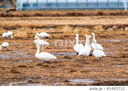 羽を休める白鳥　宮城県柴田町 61405712