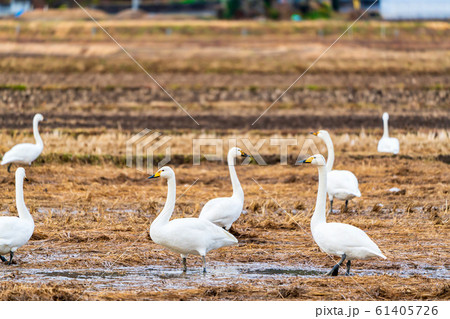 羽を休める白鳥　宮城県柴田町 61405726