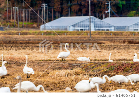 羽を休める白鳥　宮城県柴田町 61405751