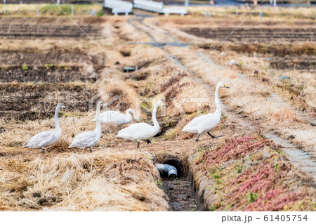 羽を休める白鳥　宮城県柴田町 61405754