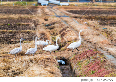 羽を休める白鳥　宮城県柴田町 61405755