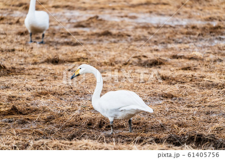 羽を休める白鳥　宮城県柴田町 61405756
