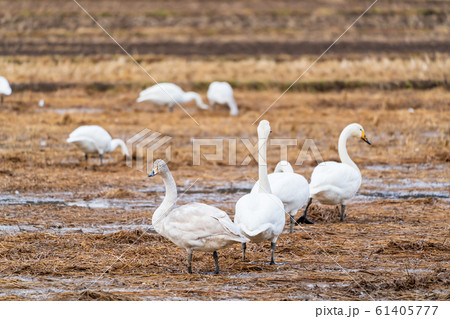 羽を休める白鳥　宮城県柴田町 61405777