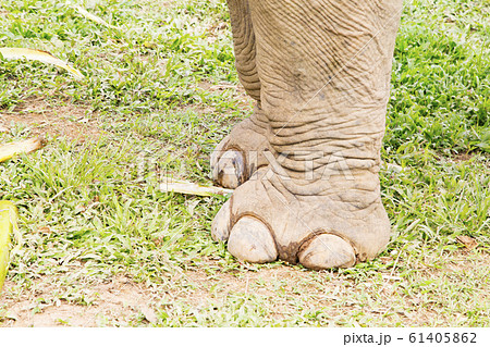 アジアゾウの足 61405862