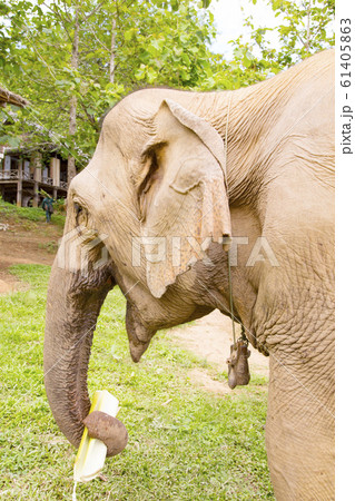 バナナの茎を食べるアジアゾウ 61405863