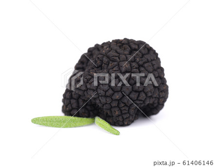 Black truffles isolated on a white background. Fresh truffle with rosemary branch. Delicacy exclusive truffle mushroom. Piquant and fragrant French delicacy. Clipping path. 61406146