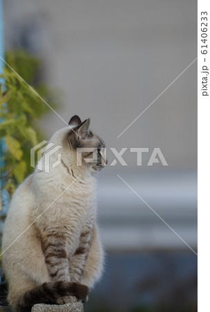 白い猫 61406233