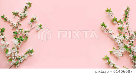 Spring white blossom branches on pink. Spring white blossom branches on pink. 61406687