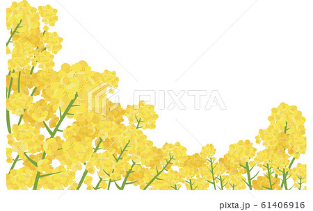 イラスト素材 菜の花 なのはな ナノハナ 花畑 横構図 ベクターのイラスト素材