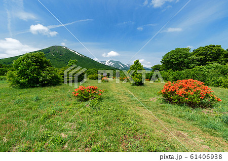 【青森県八甲田山】ヤマツツジ満開のグダリ沼付近から八甲田山を望む 61406938