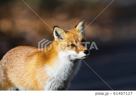 ホンドギツネ 61407127