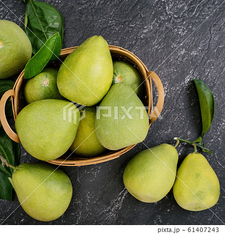 ユズ 柚 文旦 61407243