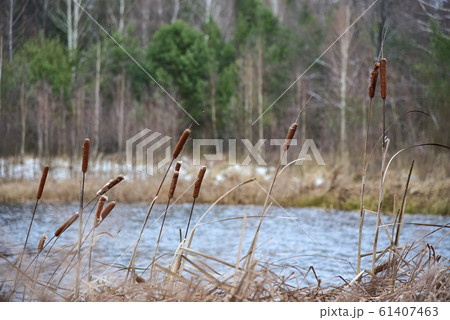 The reeds on the shore of a winter forest lake 61407463