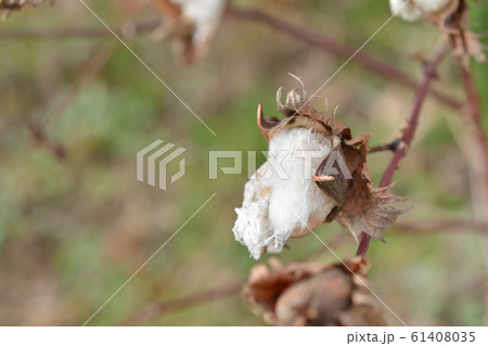 ワタ　綿 61408035