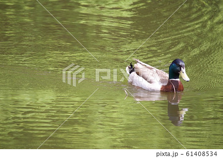 池で泳ぐ野鳥 61408534