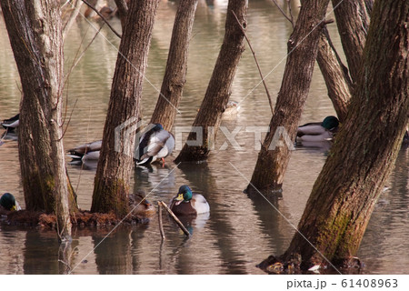 樹間で休むマガモのカップル 樹間で休むマガモのカップル 61408963