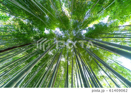 日本の横浜都市景観　天高く伸びる竹 61409062